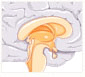 Neurology