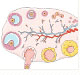 Physiology